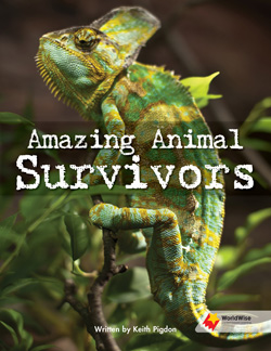 Amazing Animal Survivors